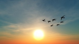 Ab In Den Suden Die Reise Der Zugvogel Reisemeise
