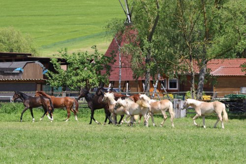 ferien-reiterhof-sommer-hessen