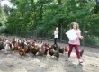 maedchen-laeuft-einen-feldweg-und-alle-huehner-hinterher-das-sind-feriencamps-mit-tieren