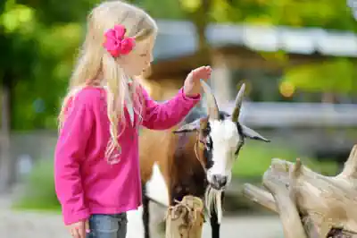 bauernhof-sommer maedchen-streichelt-eine-ziege