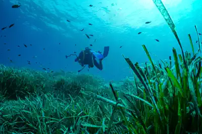 tauche-lernen-in-deutschland