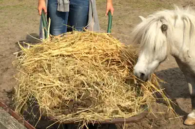 camp-ostern-kindercamp