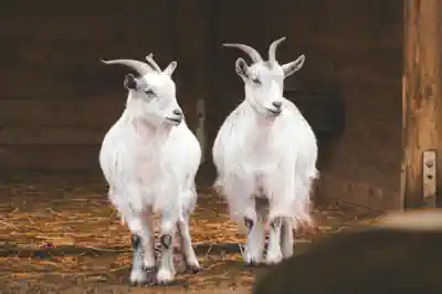 feriencamps-mit-tieren-in-gussow