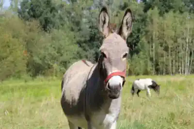feriencamp-bei-berlin-bauernhof