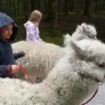 kinderzirkus-und-alpaka ein-spaziergang-mit-den-alpakas-im-zirkuscamp
