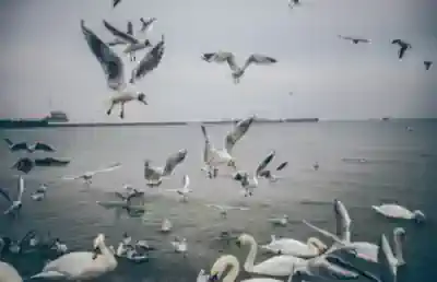 segelfreizeit-ostsee taeglich-gruessen-die-moewen-an-der-ostsee