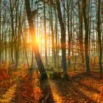 ein-farbenfroher-wald-im-sonnenschein-in-den-herbstferien