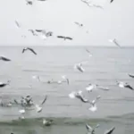 ferienlager-usedom moewen-unsere-staendigen-begleiter-am-strand