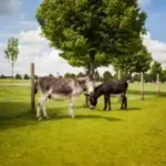 auf-der-koppel-stehen-maulesel-und-pferde-gemeinsam