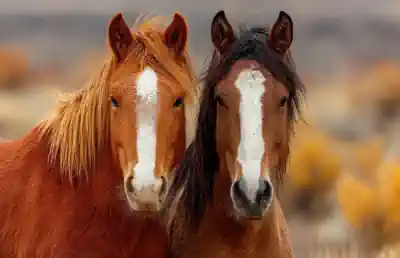 zwei-pferde-schauen-und-warten-auf-die-kinder