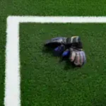 zwei-torwarthandschuhe-liegen-bereit-fuer-das-training