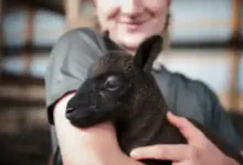 berlin-ostern eine Pflegerin mit einem jungen Lamm auf dem Arm