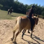 ferien-reiterhof Reitunterricht auf dem Reiterhof in Mecklenburg-Vorpommern