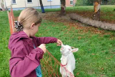 ein Maedchen fuettert eine weiße Ziege