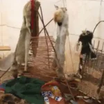 Alltagsgegenstände der Indianer im Tipi aufgestellt