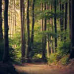 thueringer-wald der Thüringer Wald am Nachmittag