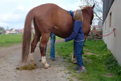 ein Mädchen striegelt ein Pferd im Ferienlager